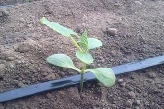 節(jié)水種植技術(shù)的管道，滴灌管道是什么原理?